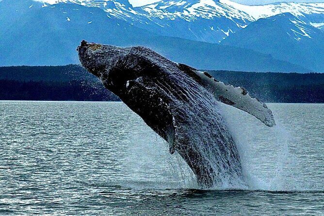 4-Hour Wildlife and Coastal Tour in Juneau, Alaska - Good To Know