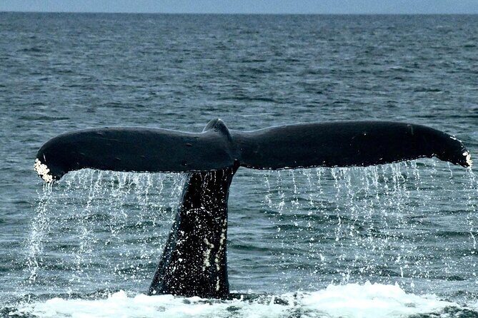 4-Hour Wildlife and Coastal Tour in Juneau, Alaska - A Closer Look at the Itinerary