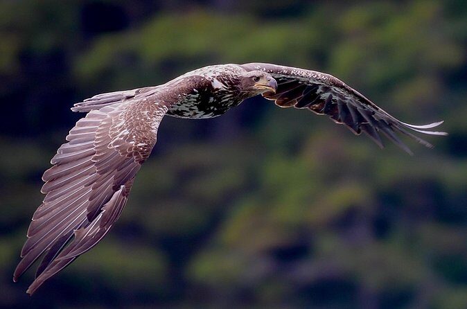 4-Hour Wildlife and Coastal Tour in Juneau, Alaska - FAQs