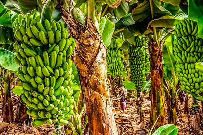 4 Hours Eco Safari Tour With Electric Car in Tenerife - Traveler Photos