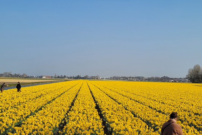 4 Hours Executive Keukenhof Tulip Gardens Sightseeing Tour From Amsterdam - Tour Highlights