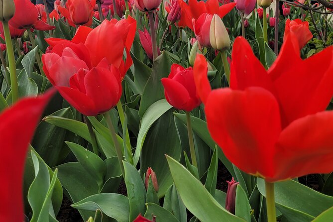 4 Hours Executive Keukenhof Tulip Gardens Sightseeing Tour From Amsterdam - Itinerary