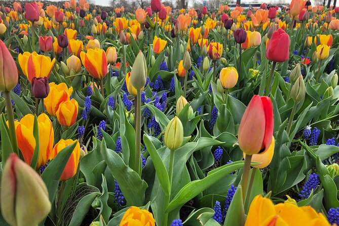 4 Hours Executive Keukenhof Tulip Gardens Sightseeing Tour From Amsterdam - The Sum Up