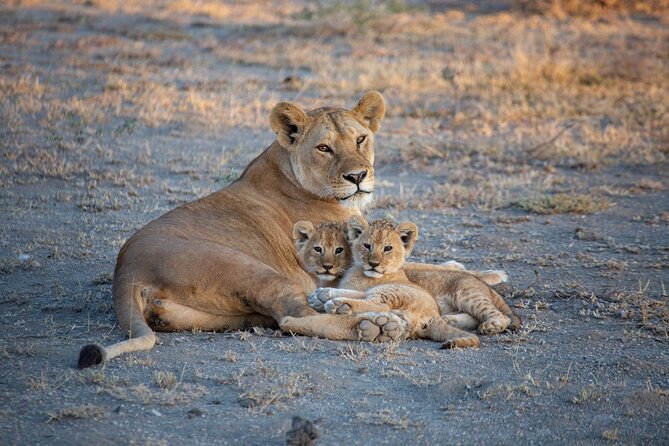 4 Hours Group Joining to Nairobi National Park Morning Game Drive - Inclusions and Additional Information