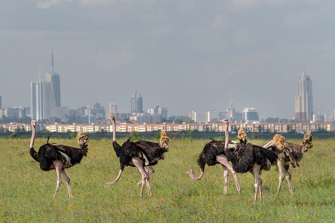 4 Hours Group Safari to Nairobi National Park Game Drive - Pickup Points and Start Time