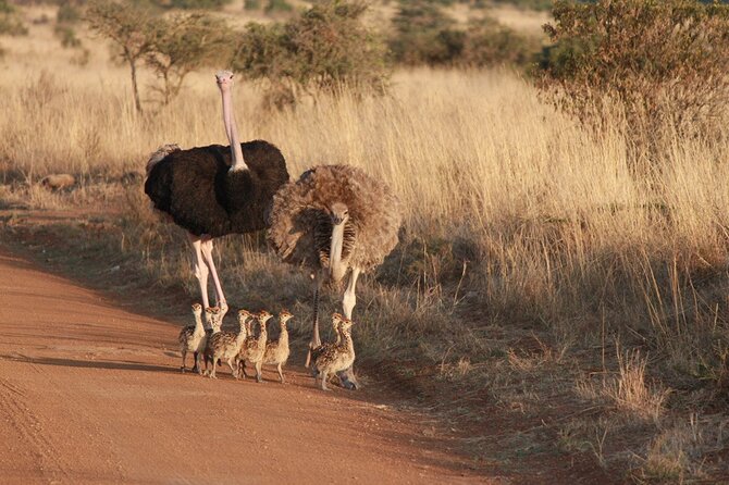 4 Hours Group Safari to Nairobi National Park Game Drive - Cancellation Policy and Reservation