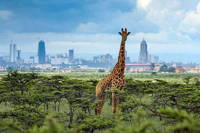 4 Hours Group Safari to Nairobi National Park Game Drive - Reviews and Ratings