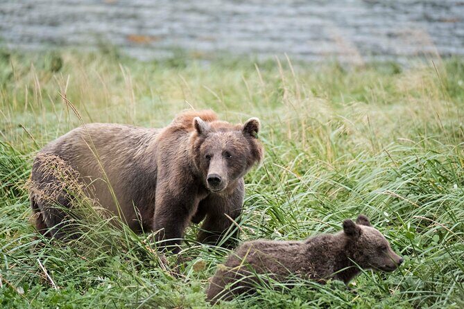4 hours Haines Chilkoot Wilderness and Wildlife Tour - Good To Know