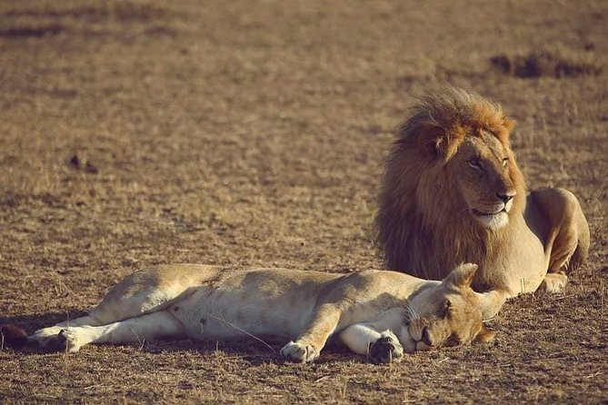 4 Hours Nairobi National Park - Tips for a Memorable Experience
