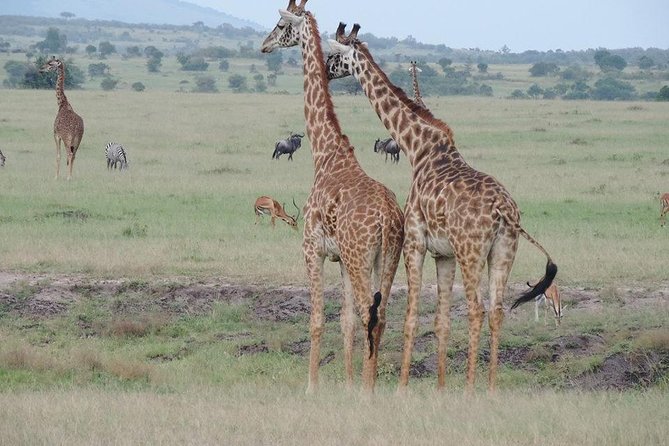 4 Hours Nairobi National Park - The Sum Up
