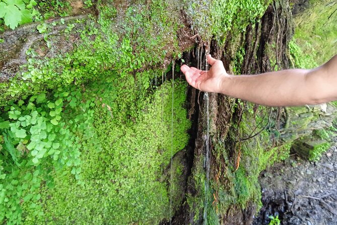 4 Hours of Hiking to the Collserola Mountain With Picnic - Additional Information