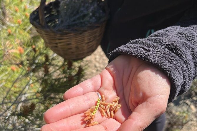4 Hours of Hiking to the Collserola Mountain With Picnic - Questions and Contact Information