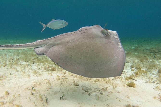 4 Hours of Shared Snorkeling to El Cielo - Important Guidelines for Pregnant Travelers