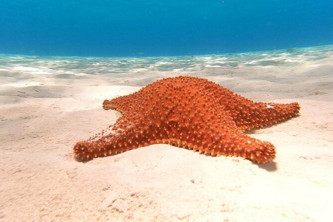 4 Hours of Shared Snorkeling to El Cielo - Reviews and Ratings From Previous Travelers
