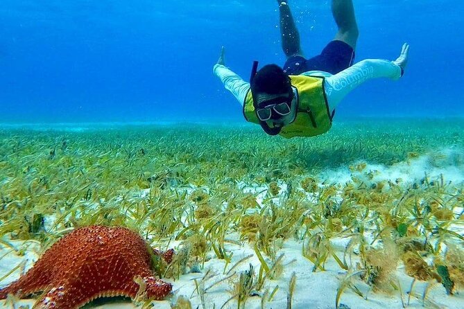 4 Hours of Shared Snorkeling to El Cielo - Common Questions