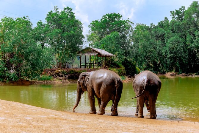 4-Hours Phuket Ethical Elephant Sanctuary Tour With Lunch - Booking Details
