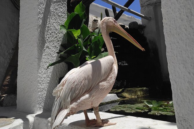 4-Hours Private Tour in Mykonos - Viator Help Center