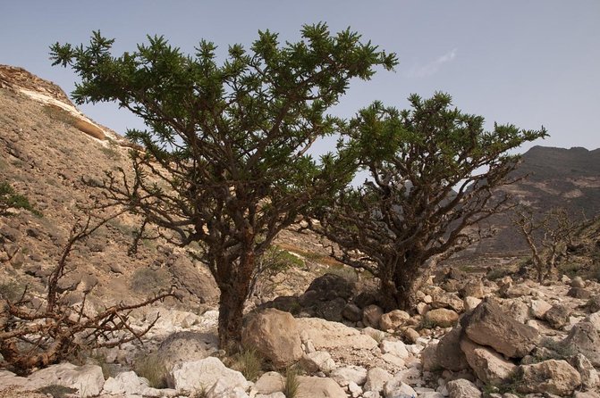 4 Hours Private Tour in Salalah City - Good To Know