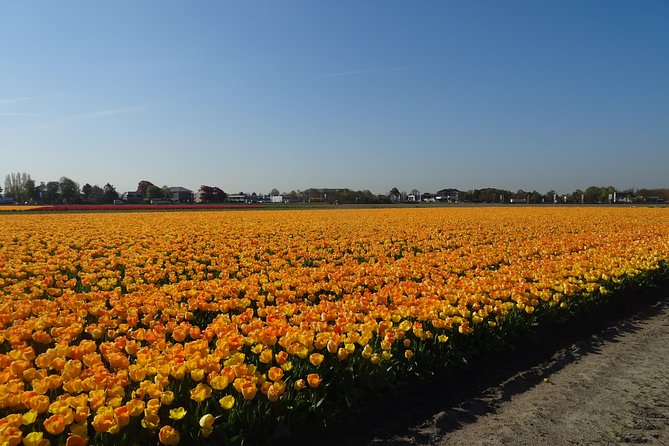 4 Hours Private Tour of the Flourishing Flowerfields by Car or Minivan - Tour Highlights