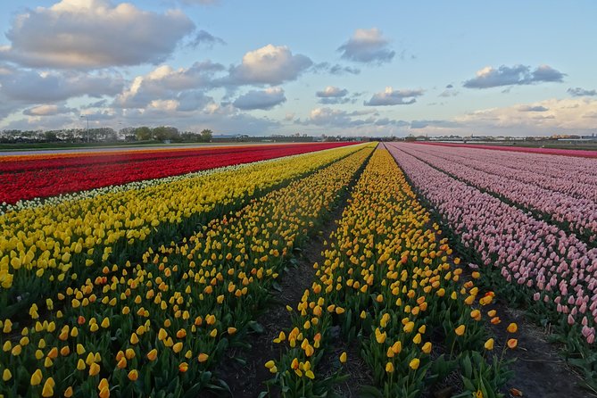 4 Hours Private Tour to the Famous Colourfull Flower Fields From Amsterdam - Tour Highlights