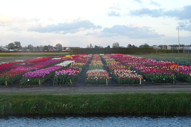 4 Hours Private Tour to the Famous Colourfull Flower Fields From Amsterdam - Transportation Details