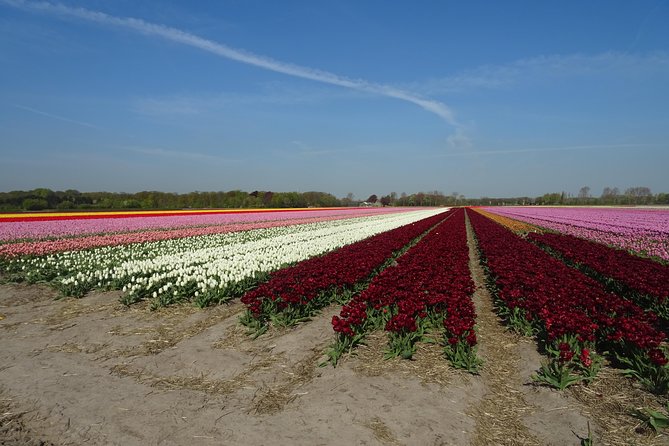 4 Hours Private Tour to the Famous Colourfull Flower Fields From Amsterdam - Photography Opportunities