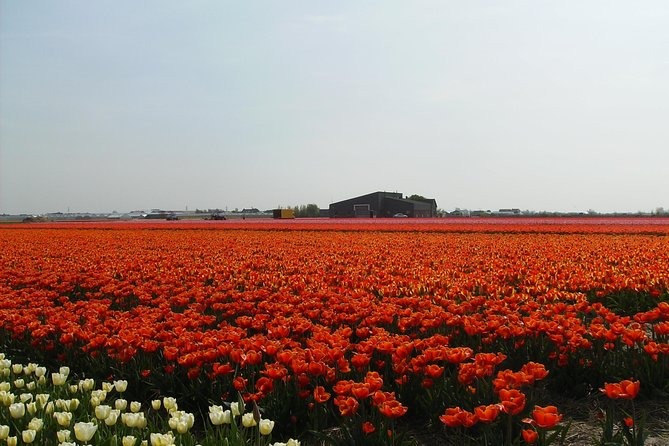 4 Hours Private Tour to the Famous Colourfull Flower Fields From Amsterdam - Common Questions