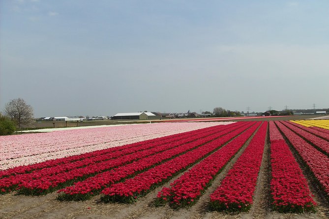 4 Hours Private Tour to the Famous Colourfull Flower Fields From Amsterdam - The Sum Up