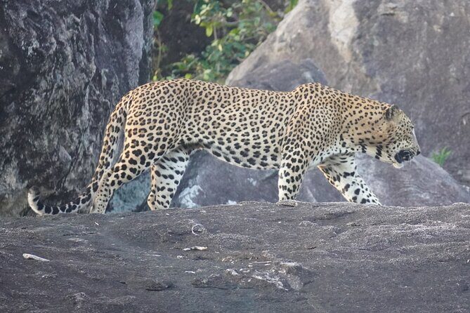 4 Hours Private Yala Safari Day Tour - Introduction to the Yala Safari Experience