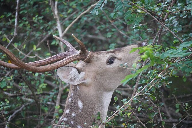 4 Hours Private Yala Safari Day Tour - Who Would Love This Tour?