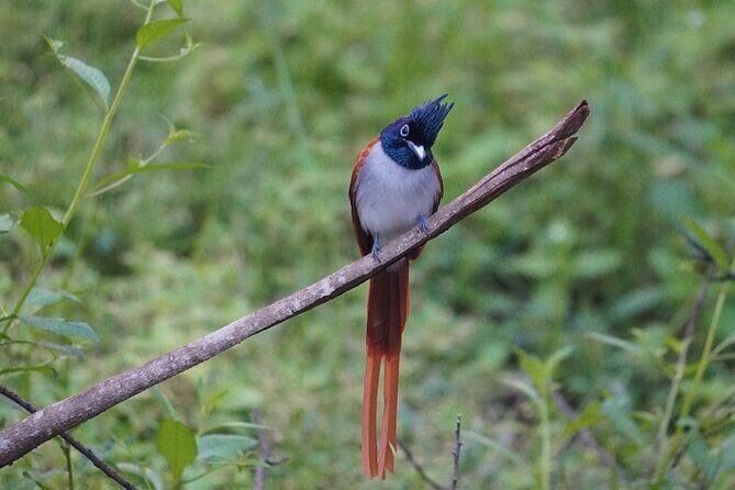 4 Hours Private Yala Safari Day Tour - Who Might Want to Consider Other Options?