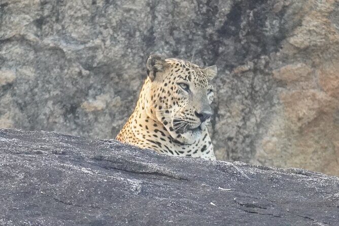 4 Hours Private Yala Safari Day Tour - Good To Know