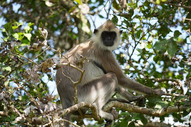 4 Hours Private Yala Safari Day Tour - The Value of the Tour