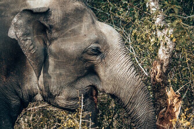 4 Hours Private Yala Safari Day Tour - FAQ