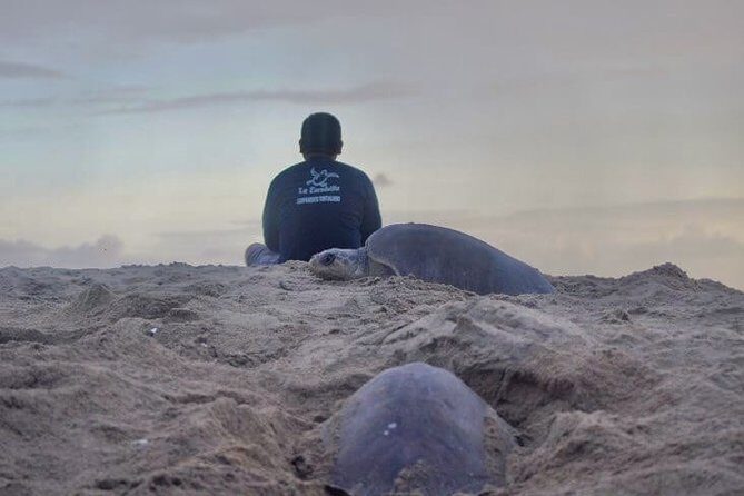 4 in 1 Tour - Mazunte, Cacao Factory, La Ventanilla National Park & Turtle Spawn - Good To Know