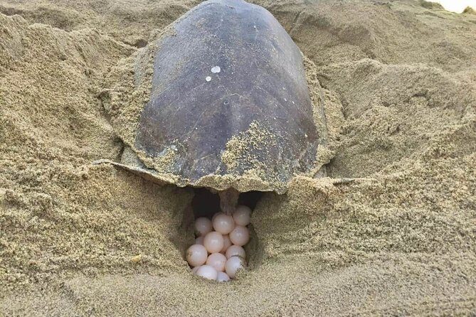 4 in 1 Tour - Mazunte, Cacao Factory, La Ventanilla National Park & Turtle Spawn - Pricing & Overall Value