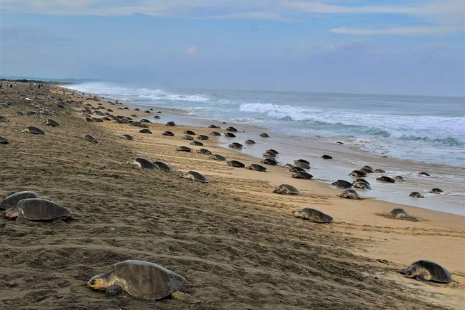 4-in-1 Tour - Mazunte,Cacao Factory, La Ventanilla & Turtle Spawn - Mazunte - Exploring the Coastal Village