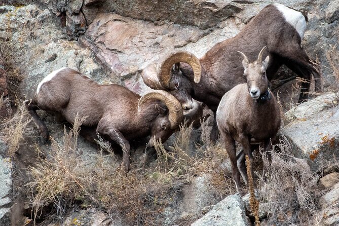 4 or 6 Hour Private Geology Tour in Rocky Mountain National Park - Additional Information and Accessibility