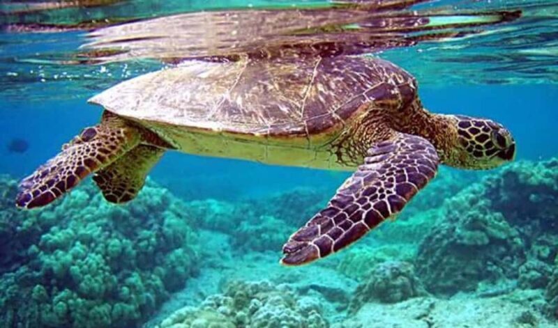 4 Spot Nusa Penida Snorkeling Manta Rays Reefs & 2 Hours Spa - The Itinerary Breakdown: What Makes It Stand Out