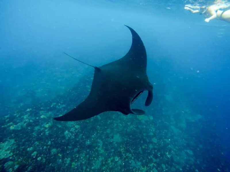 4 Spot Nusa Penida Snorkeling Manta Rays Reefs & 2 Hours Spa - What the Reviews Tell Us