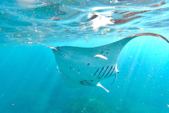 4 Spots Snorkeling Tour With Manta Rays in Nusa Penida - Tour Highlights