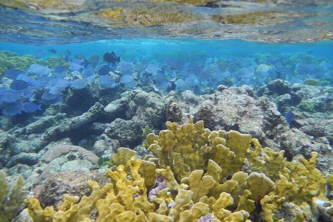 4 Stops Tour: Stingray, Snorkeling, Starfish & 7 Mile Beach - An In-Depth Look at the Tour Itinerary