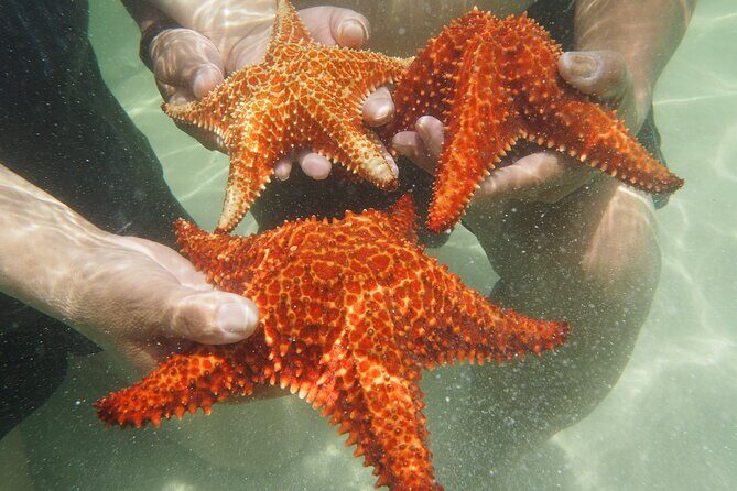 4 Stops Tour: Stingray, Snorkeling, Starfish & 7 Mile Beach - Why This Tour Is Worth Considering