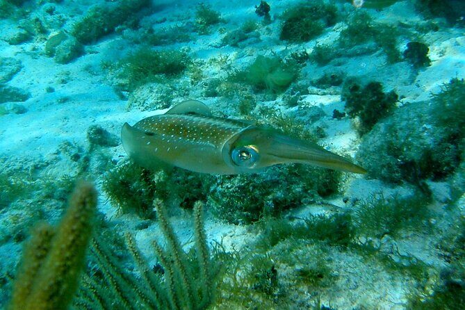 4 Stops Tour: Stingray, Snorkeling, Starfish & 7 Mile Beach - Who Is This Tour Best For?