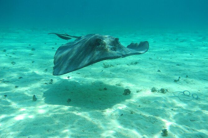 4 Stops Tour: Stingray, Snorkeling, Starfish & 7 Mile Beach - FAQs about the 4 Stops Tour
