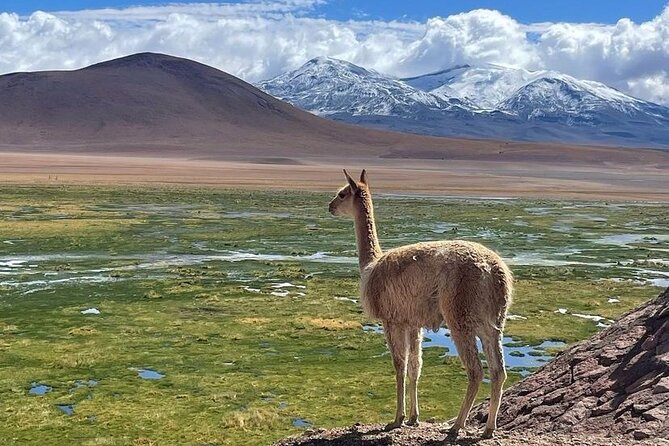 4 Tour in 2 Days, in San Pedro De Atacama - Pricing and Customer Reviews
