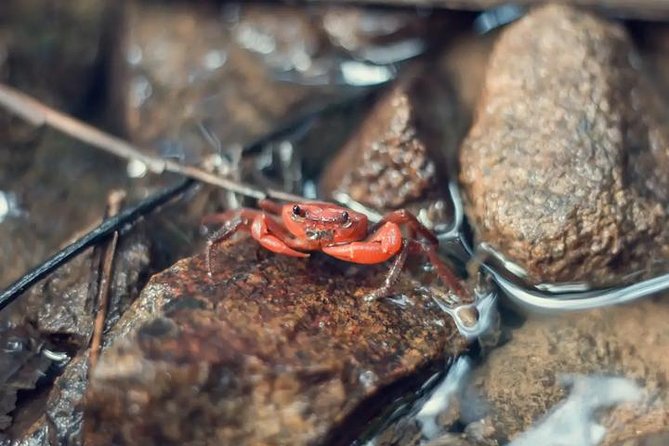 4-Waters Eco-Adventure Trip From Phuket Including Lunch - Common Questions