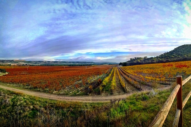 4 Wineries, Comprehensive Ribera Del Duero Tour, Lunch Included. - Tour Details