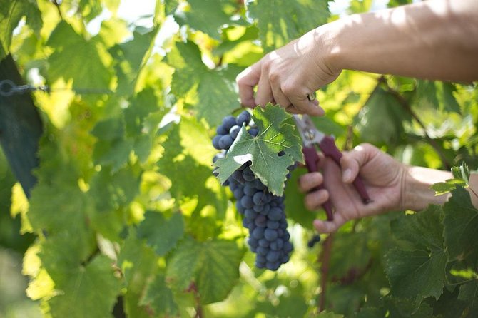4 WINES TASTING in a Chianti Classico Farm (Visit/Tour at the Winery Included) - The Sum Up