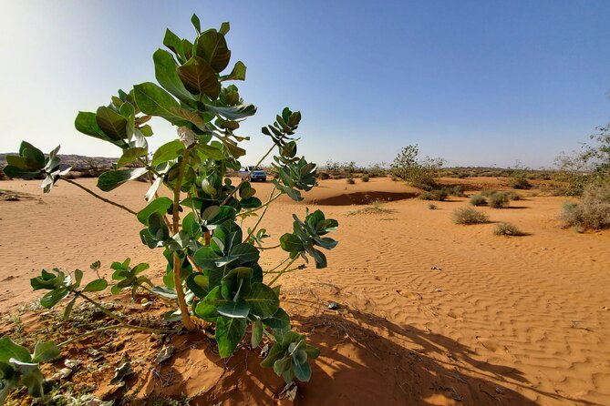 4*4 Sahara Desert Day Trip Including Couscous & Tajine for Lunch - Overview of the Tour